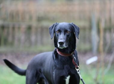 Patenhund Akiro wartet auf neue Paten